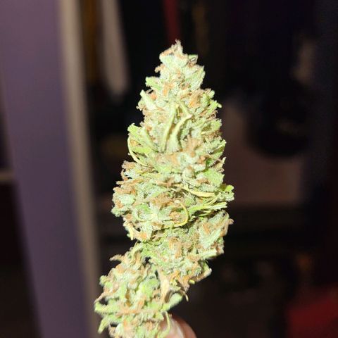 Athabasca  growlog timeline photo