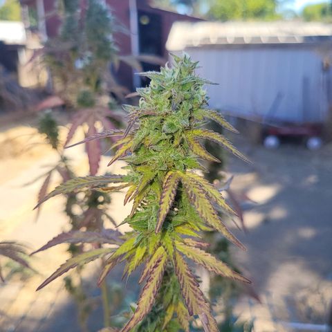 The Soap growlog timeline photo