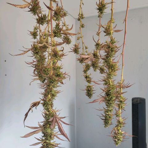 The Soap growlog timeline photo
