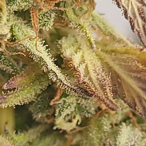 The Soap growlog timeline photo