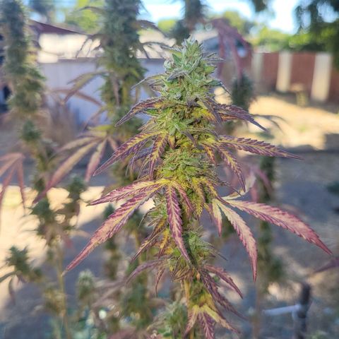 The Soap growlog timeline photo