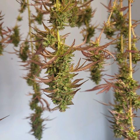 The Soap growlog timeline photo