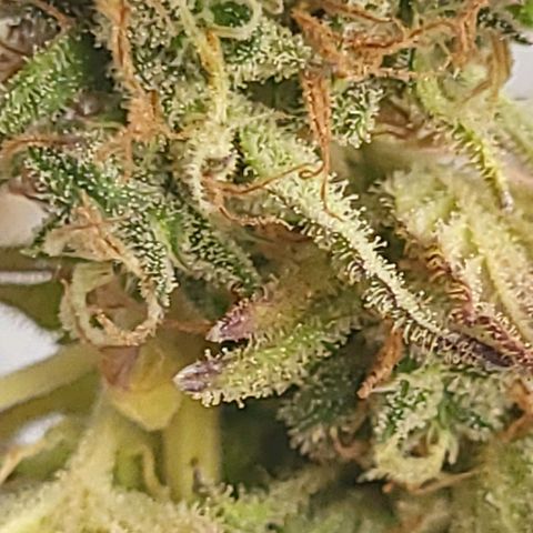 The Soap growlog timeline photo