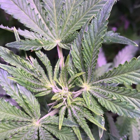 Florida's finest tommygun47 growlog timeline photo