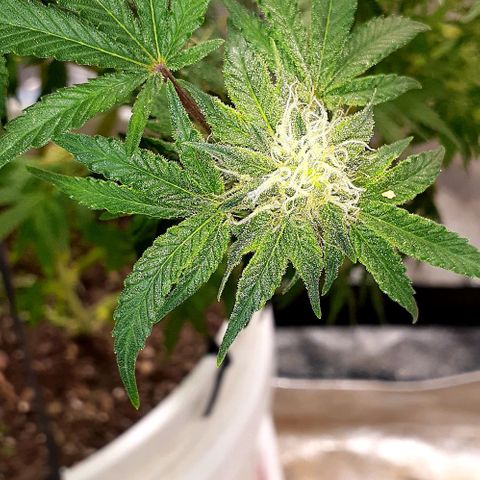 Florida's finest tommygun47 growlog photo