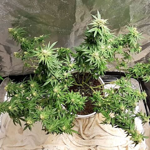 Florida's finest tommygun47 growlog photo
