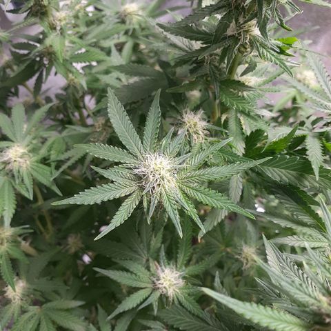 Florida's finest tommygun47 growlog photo