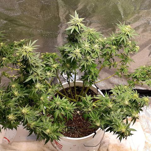 Florida's finest tommygun47 growlog photo