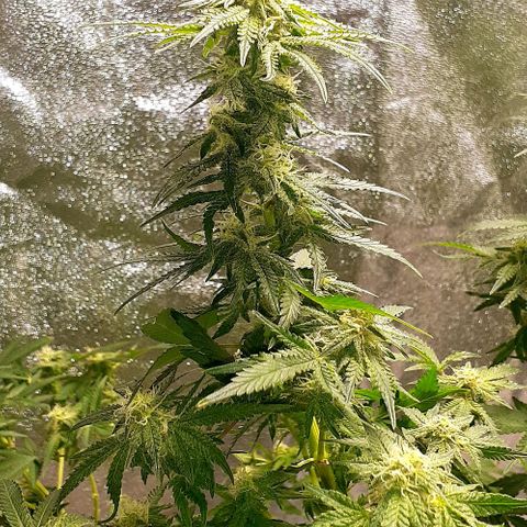 Florida's finest tommygun47 growlog photo