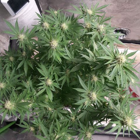 Florida's finest tommygun47 growlog timeline photo