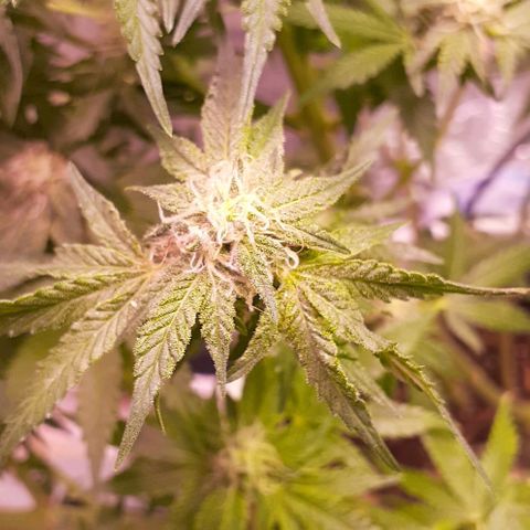 Florida's finest tommygun47 growlog timeline photo