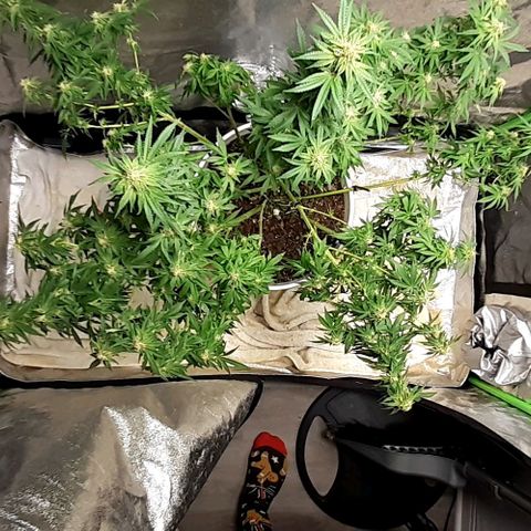 Florida's finest tommygun47 growlog timeline photo