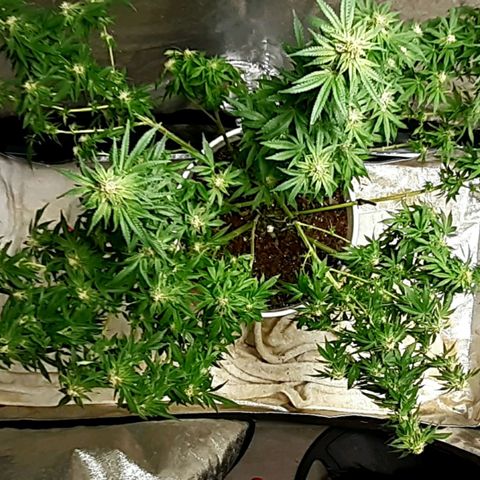 Florida's finest tommygun47 growlog timeline photo