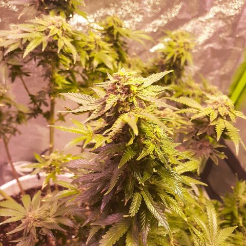 Florida's finest tommygun47 growlog timeline photo