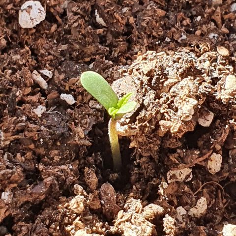 Easy growlog photo: Easy asomándose.