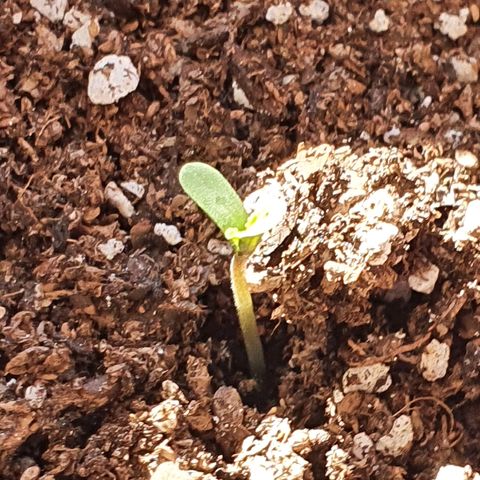 Easy growlog photo: Easy asomándose.