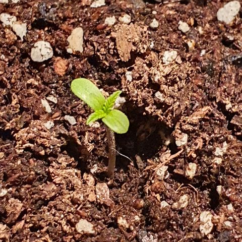 Easy growlog timeline photo