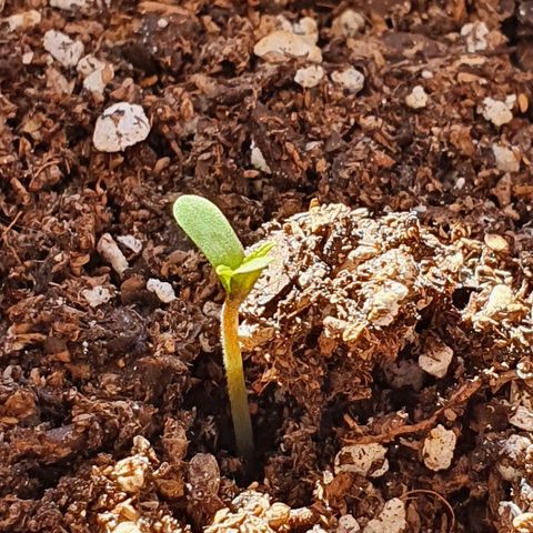 Easy growlog photo: Easy asomándose.
