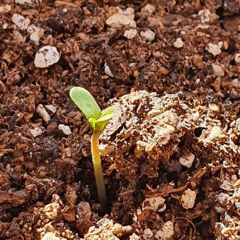 Easy growlog photo: Easy asomándose.