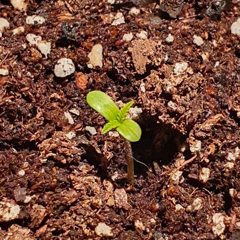 Easy growlog timeline photo