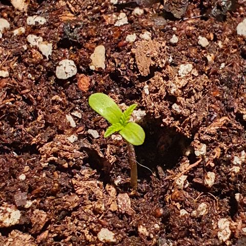 Easy growlog timeline photo