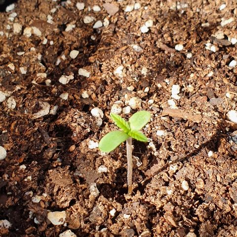 Easy growlog timeline photo