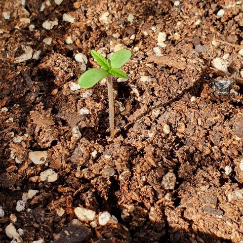 Easy growlog timeline photo