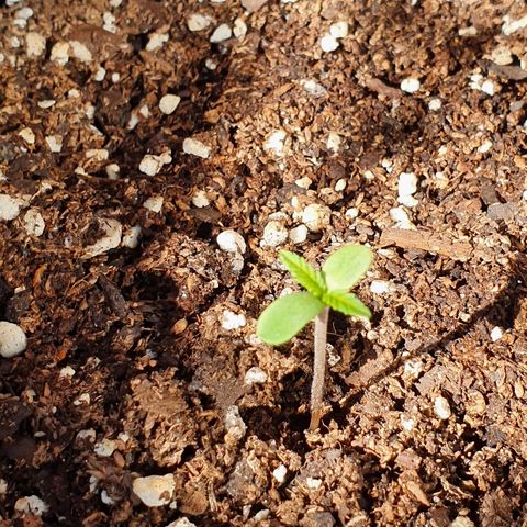 Easy growlog timeline photo