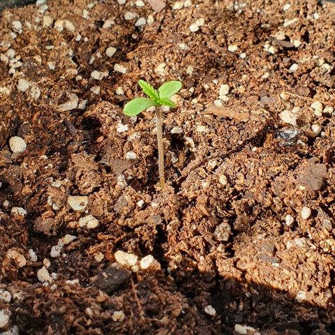 Easy growlog timeline photo
