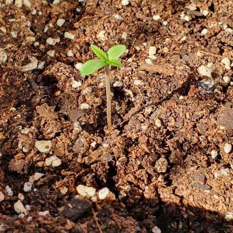 Easy growlog timeline photo