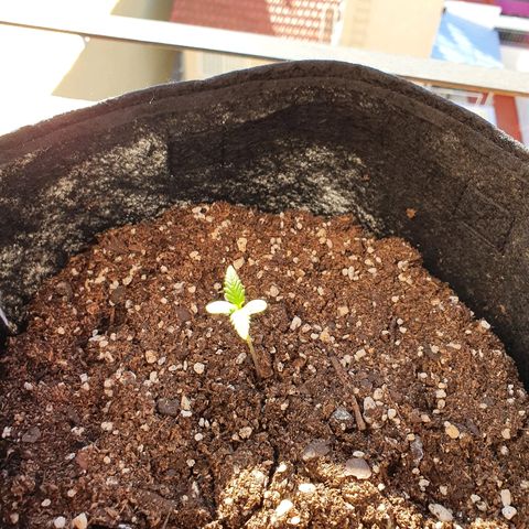 Easy growlog timeline photo