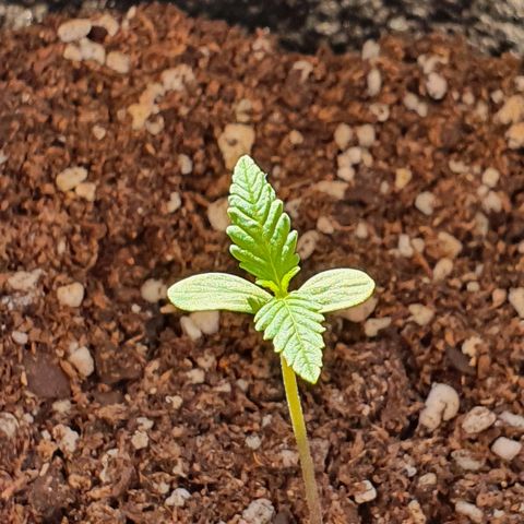 Easy growlog timeline photo