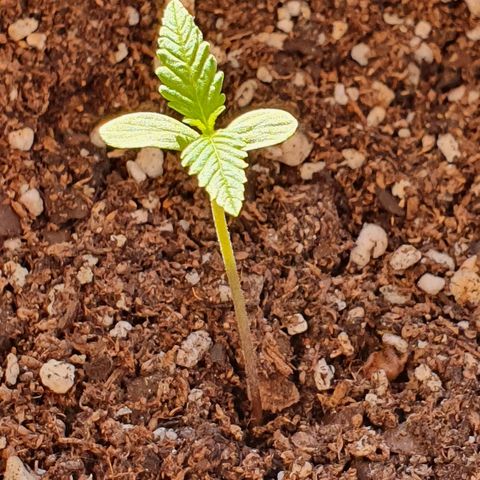 Easy growlog timeline photo