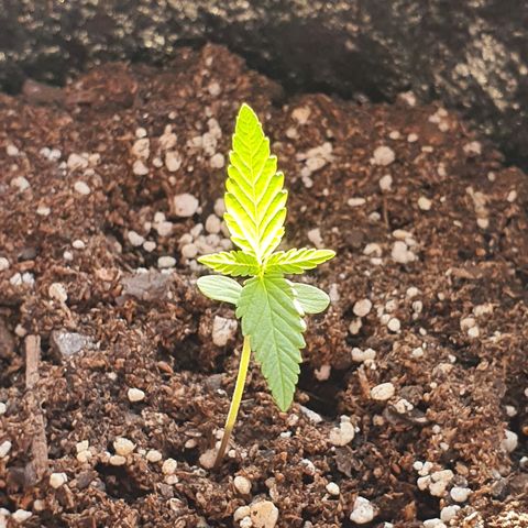 Easy growlog timeline photo