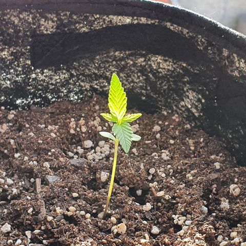 Easy growlog timeline photo