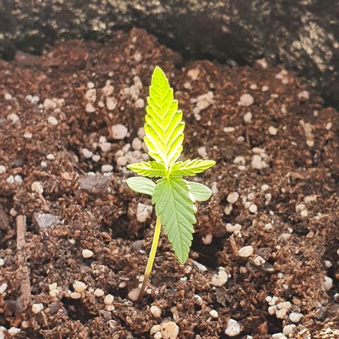 Easy growlog timeline photo
