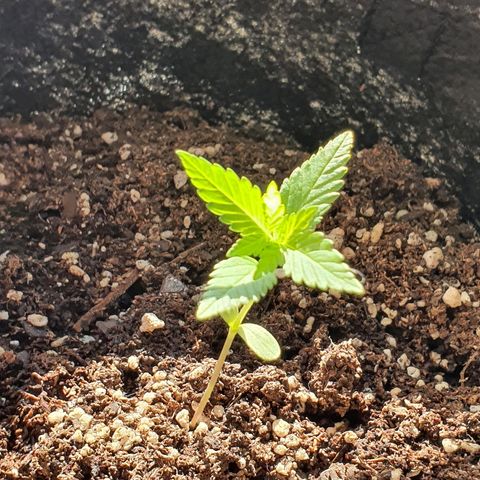 Easy growlog timeline photo