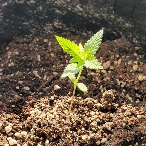 Easy growlog timeline photo