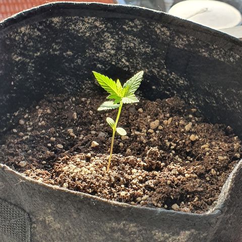 Easy growlog timeline photo