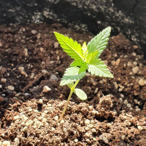 Easy growlog timeline photo