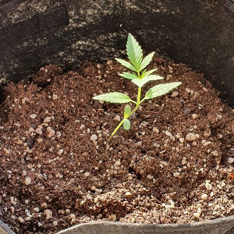 Easy growlog timeline photo