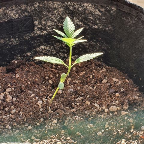Easy growlog timeline photo