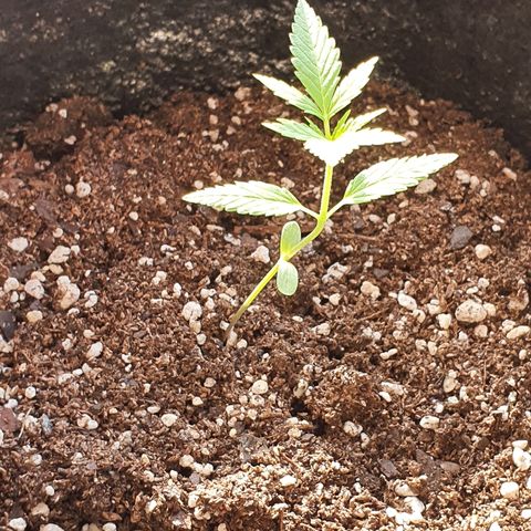 Easy growlog timeline photo