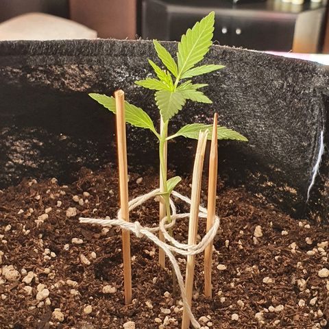 Easy growlog photo: Le puse un tutor casero.
