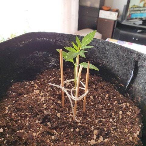 Easy growlog photo: Le puse un tutor casero.