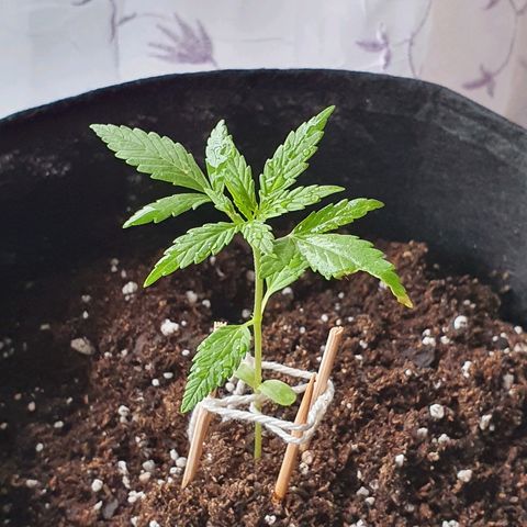 Easy growlog timeline photo