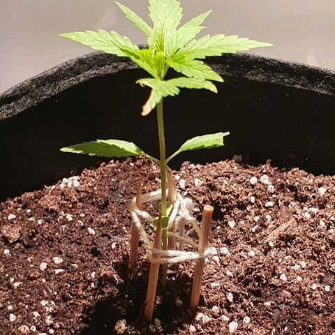 Easy growlog timeline photo