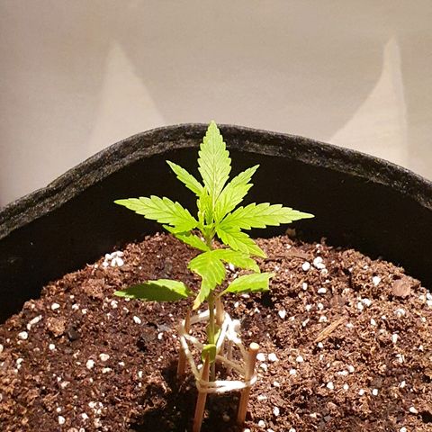 Easy growlog timeline photo