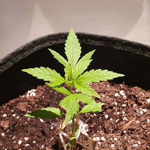 Easy growlog timeline photo