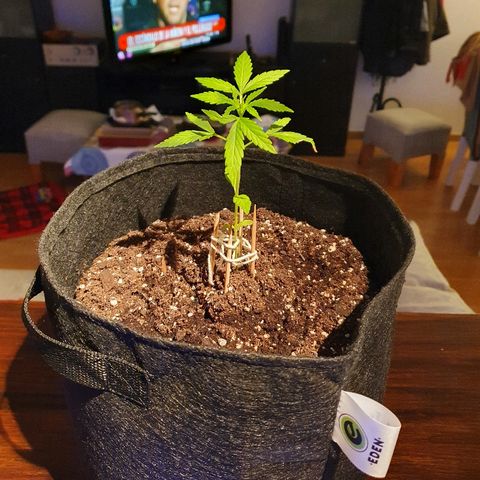 Easy growlog timeline photo